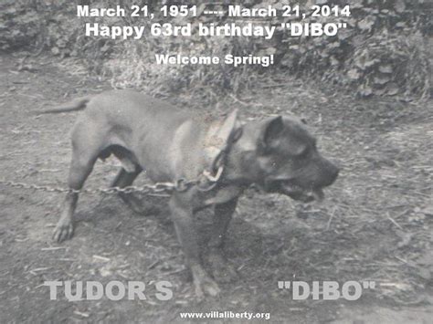 tudor dibo pit bull